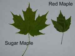 maple leaf