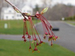 maple samaras