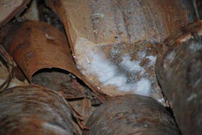 Mold on Firewood